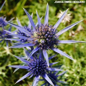 Eryngium bourgatii