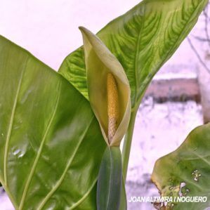 Alocasia macrorrhiza. (Orn)