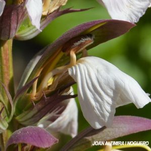 Acanthus mollis. (Nat.)