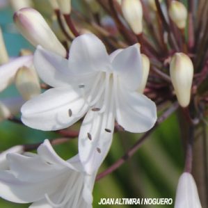 Agapanthus africanus var. albiflora (Orn)