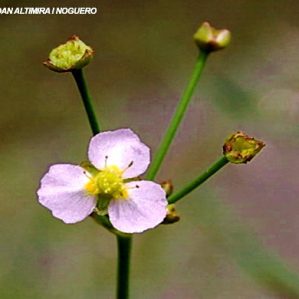 Alisma plantago-aquatica