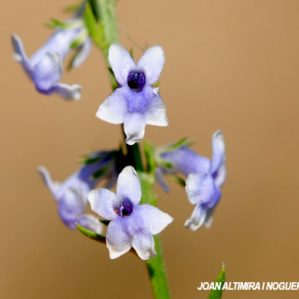 Anarrhinum bellidifolium