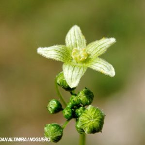 Bryonia cretica subsp. dioica