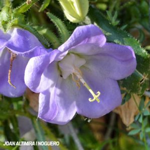 Campanula affinis