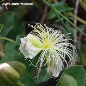 Capparis spinosa subsp. canescens