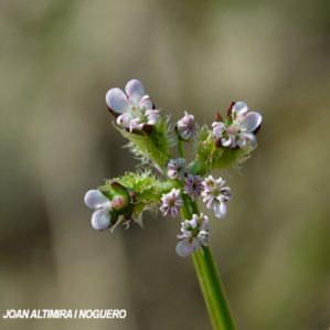 Caucalis platycarpos