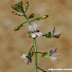 Circaea lutetiana