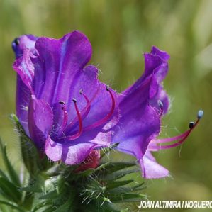 Echium plantagineum