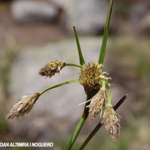 Eriophorum angustifolium