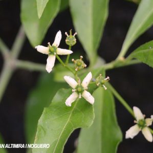 Euonymus europaeus