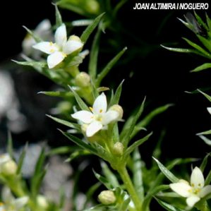 Galium pyrenaicum