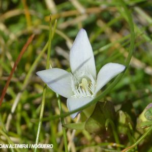 Gentianella campestris var. albiflora