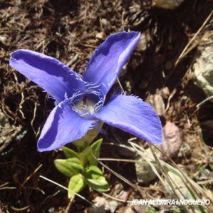 Gentianopsis ciliata