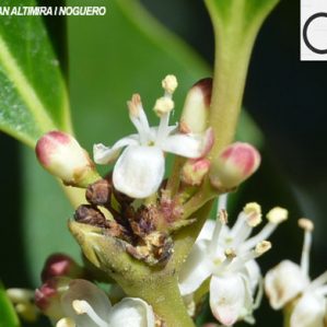 Ilex aquifolium