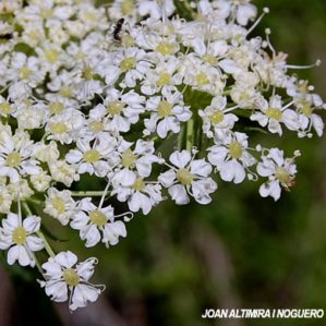 Siler montanum