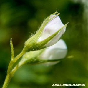 Vicia lens (Cult)