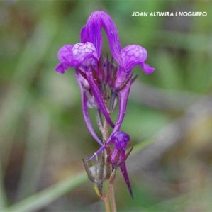 Linaria pelisseriana