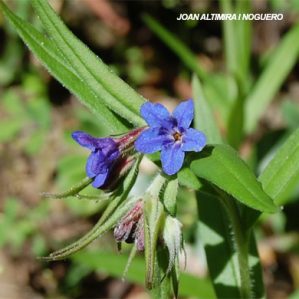 Aegonychon purpurocaeruleum