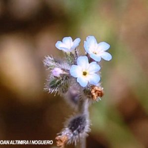 Myosotis ramosissima subsp. ramosissima