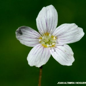 Oxalis acetosella