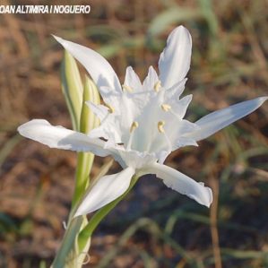 Pancratium maritimum