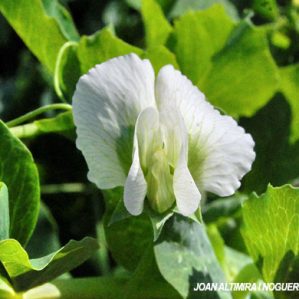 Lathyrus oleraceus subsp. oleraceus (Cult.)
