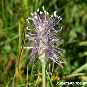 Plantago media