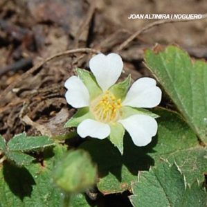 Potentilla sterilis