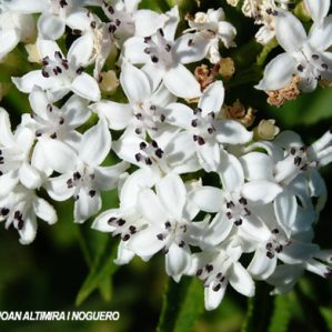 Sambucus ebulus