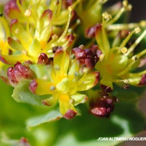 Rhodiola rosea