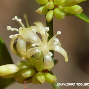 Smilax aspera