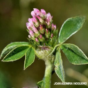 Trifolium striatum