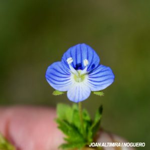 Veronica persica