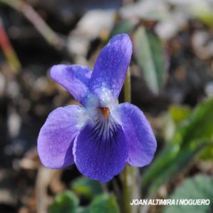 Viola alba subsp. dehnhardtii