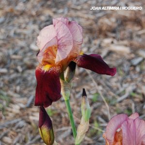 Iris x hybridus. (Orn)