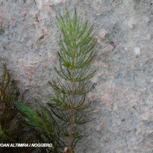 Ceratophyllum demersum