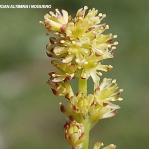 Tofieldia calyculata