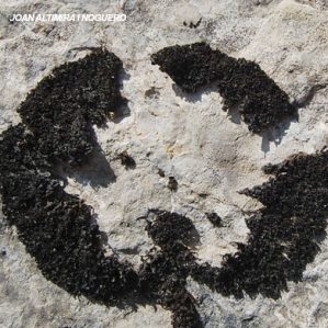 Lathagrium cristatum