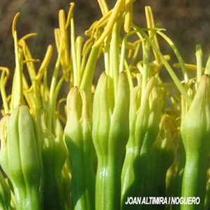 Agave americana subsp. marginata (Nat.)