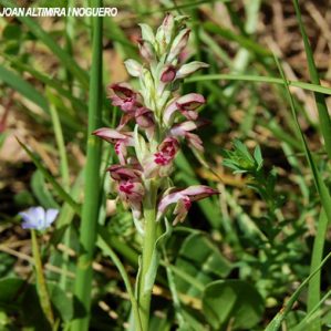 Anacamptis coriophora subsp. fragans
