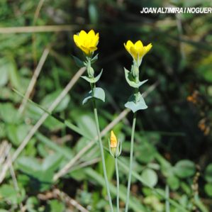 Blackstonia acuminata subsp. aestiva