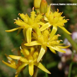 Narthecium ossifragum