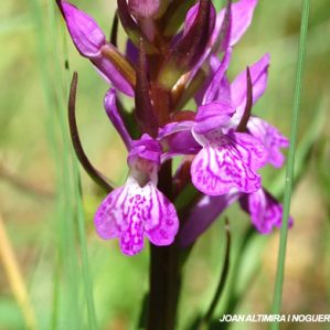 Dactylorhiza majalis