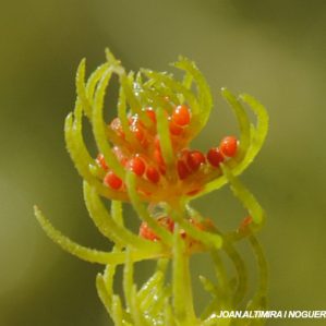 Chara vulgaris