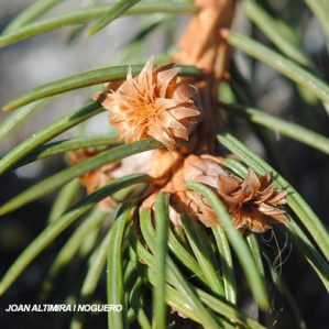 Abies alba.