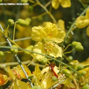 Parkinsonia aculeata. (Orn)