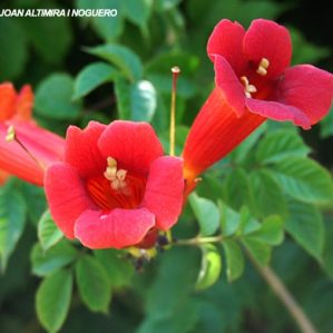 Campsis radicans. (Orn)