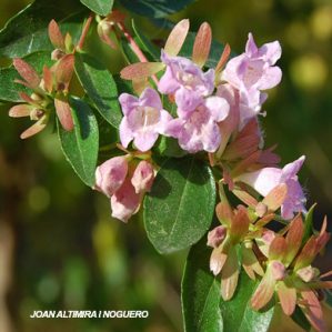 Abelia chinensis. (Orn )