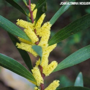 Acacia aneura. (Orn )