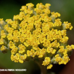 Achillea ageratum